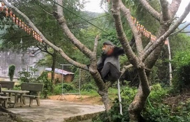 Detectan primates en peligro critico de extincion en provincia vietnamita hinh anh 1