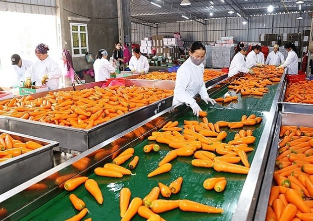 Exportacion de verduras y frutas procesadas de Vietnam supera mil millones de USD hinh anh 1
