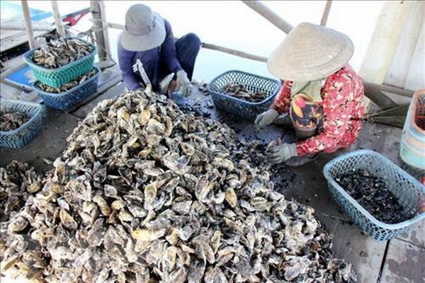 Vietnam y Japon impulsan cooperacion en cadenas de produccion de ostras hinh anh 1