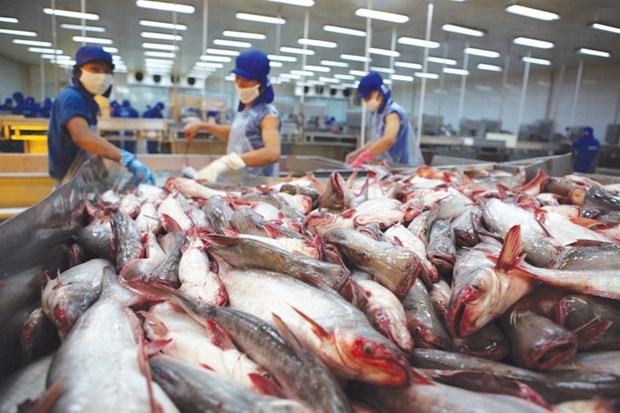Preven incremento de exportaciones de pescado Tra de Vietnam este ano hinh anh 1