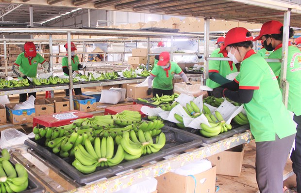 Exportacion de frutas y verduras de Vietnam experimenta senales positivas hinh anh 2