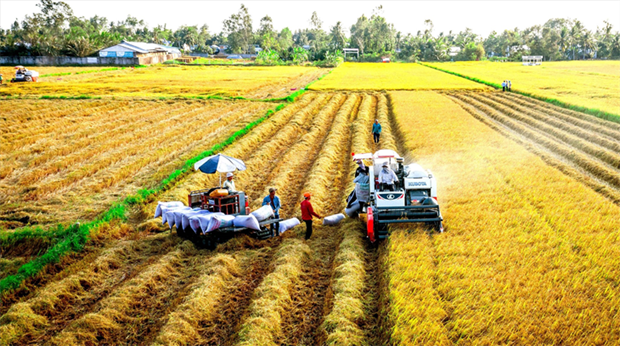 Agricultura de Vietnam por atraer IED multimillonaria para 2030 hinh anh 1