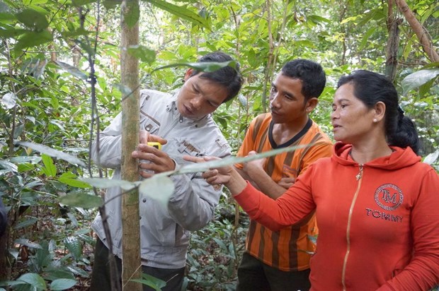 Necesita Indonesia gran fondo para reduccion de emisiones forestales hinh anh 1
