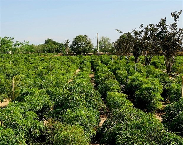 Provincia vietnamita se centra en cultivo de plantas medicinales hinh anh 1