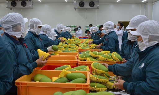 Vietnam con perspectivas de exportar productos agricolas organicos a Europa hinh anh 1