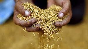 Exportaciones de arroz de Tailandia a Filipinas se duplicaran en 2023 hinh anh 1