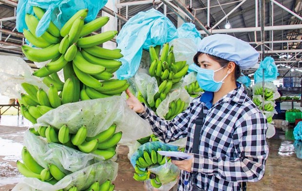 Exportaciones de durian, platano y pitahaya de Vietnam dan buenas senales en 2023 hinh anh 1