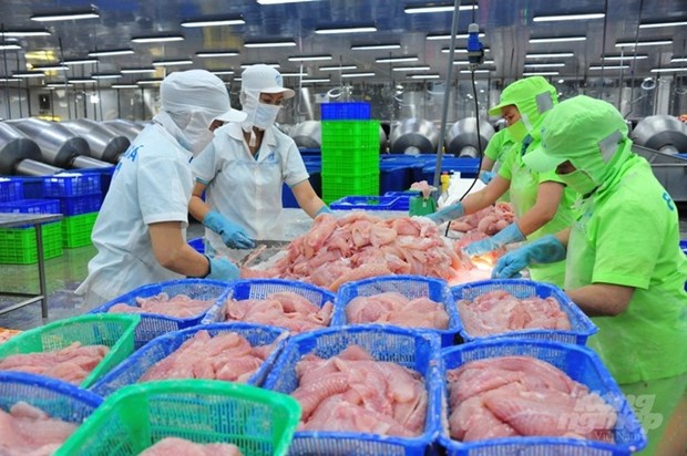 China compra gran cantidad de pescado Tra de Vietnam hinh anh 1