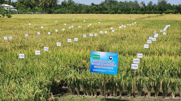 Vietnam desarrolla nueva variedad de arroz resistente a la sequia y salinidad hinh anh 1