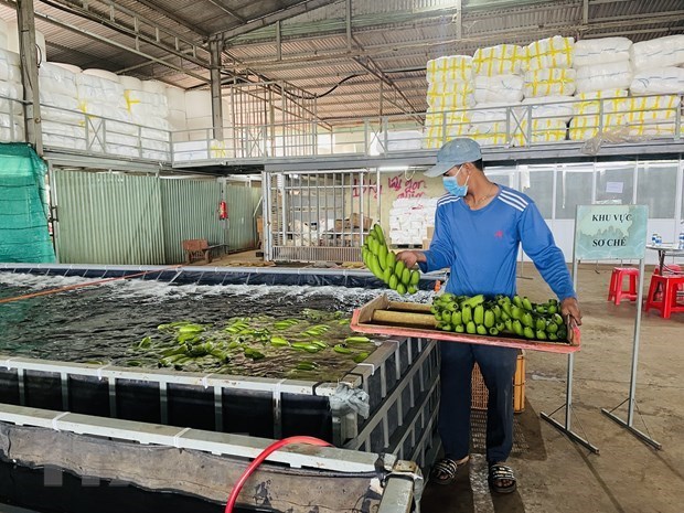 Provincia de Dong Nai exportara unas 500 mil toneladas de bananas frescas en 2023 hinh anh 1