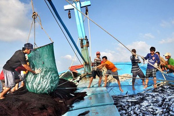 📝 Enfoque: Vietnam implementa drasticas medidas contra pesca ilegal hinh anh 3