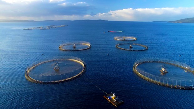 Vietnam busca desarrollar la industria de acuicultura marina hinh anh 1