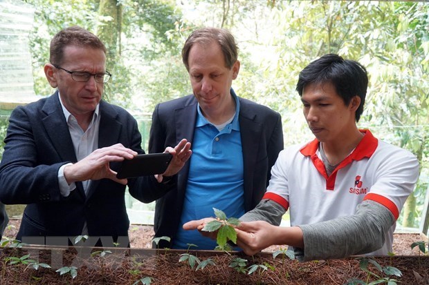 Expertos extranjeros inspeccionan cultivo de ginseng Ngoc Linh en Quang Nam hinh anh 1