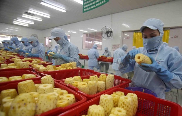 Exportaciones hortofruticolas de Vietnam buscan desarrollarse hinh anh 1