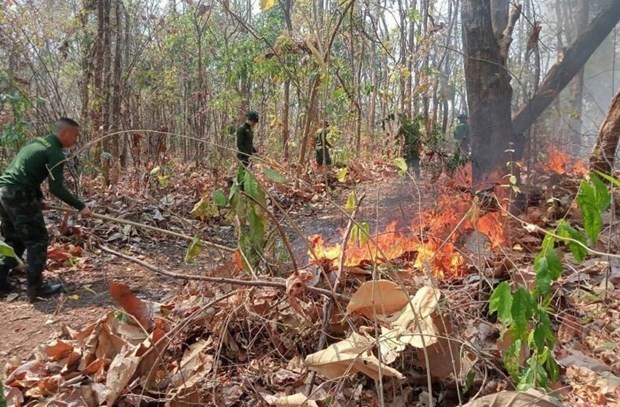 Focos de incendios forestales en Tailandia establecen record diario hinh anh 1