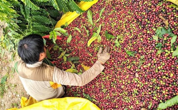 Buscan soluciones para aumentar valor del cafe vietnamita hinh anh 1
