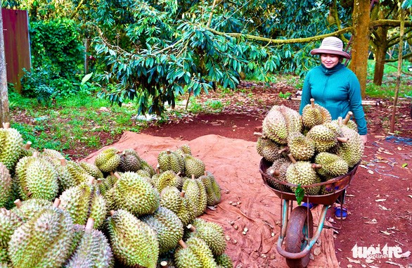 Cientos de areas de cultivo de durian de Vietnam reciben codigos de exportacion a China hinh anh 1