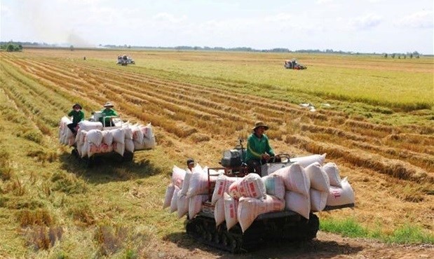 Vietnam por desarrollar cultivo de arroz asociado con crecimiento verde hinh anh 1