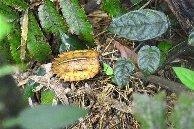 Conservan preciosas especies de tortuga en provincia vietnamita hinh anh 2