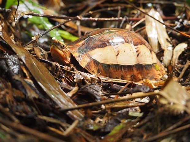 Conservan preciosas especies de tortuga en provincia vietnamita hinh anh 1