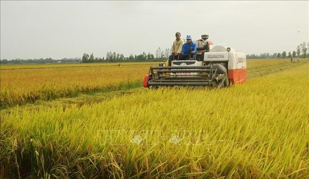 Noruega financia a Vietnam para desarrollar arroz adaptable al cambio climatico hinh anh 2