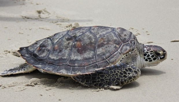 Liberan tortuga marina gigante rara a su habitat natural hinh anh 1