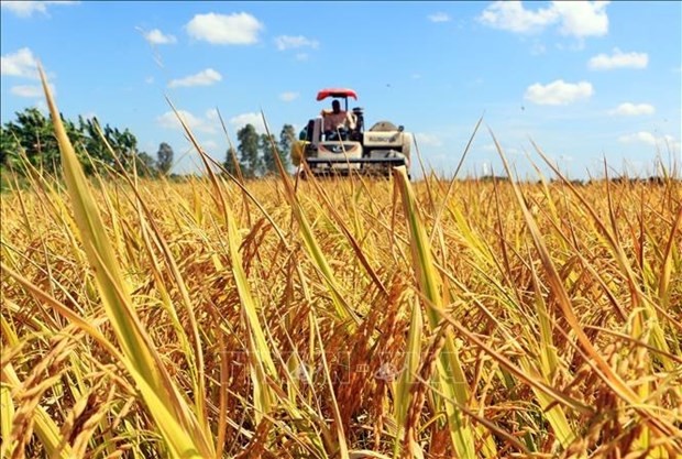 Recopilan opiniones sobre proyecto de cultivo de arroz de alta calidad en Delta del Mekong hinh anh 1
