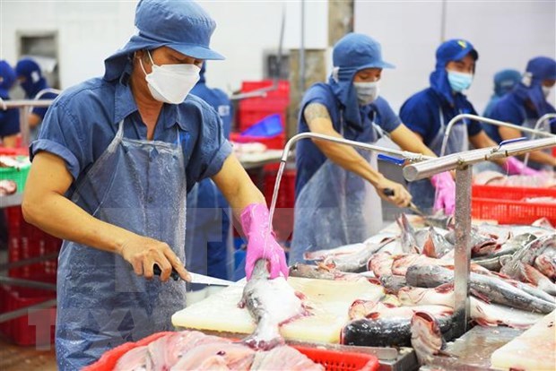 Preven recuperacion de exportaciones de pescado Tra en tercer trimestre hinh anh 1