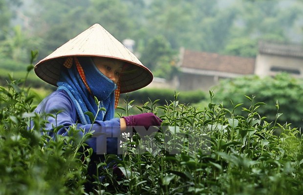 Valor de exportaciones de te de Vietnam a China se dispara hinh anh 1