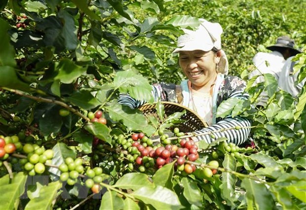 Exportaciones de cafe de Vietnam a Paises Bajos disfrutan de alza de tres digitos hinh anh 1