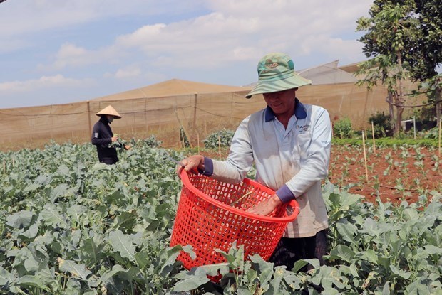 Provincia vietnamita de Lam Dong busca expandir agricultura organica hinh anh 1