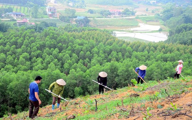 Plantan 38,7 mil nuevas hectareas de bosques en Vietnam hinh anh 1