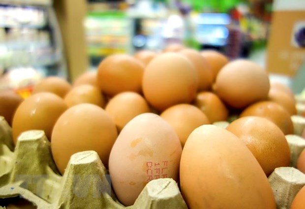 Indonesia exportara huevos a Singapur hinh anh 1