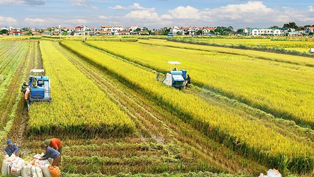 Ministro vietnamita destaca papel de cooperativas en desarrollo de economia agricola hinh anh 1