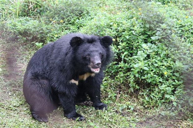 Localidad vietnamita desarrolla turismo asociado con conservacion de osos hinh anh 2