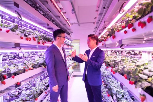 Singapur aplica alta tecnologia en el cultivo de fresas en Malasia y Tailandia hinh anh 1