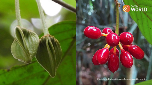 Tailandia descubre nuevas especies de plantas raras hinh anh 1