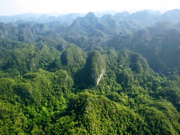 Tailandia aplica modelos de Suecia para ampliar la superficie forestal hinh anh 1