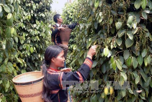 Debaten en Vietnam medidas de comercio agricola sin causar deforestacion hinh anh 1