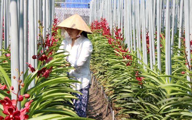 Ciudad Ho Chi Minh mejora capacidad de produccion de flores y plantas ornamentales para exportacion hinh anh 1
