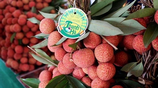 Provincia vietnamita busca promover consumo de lichi hinh anh 1
