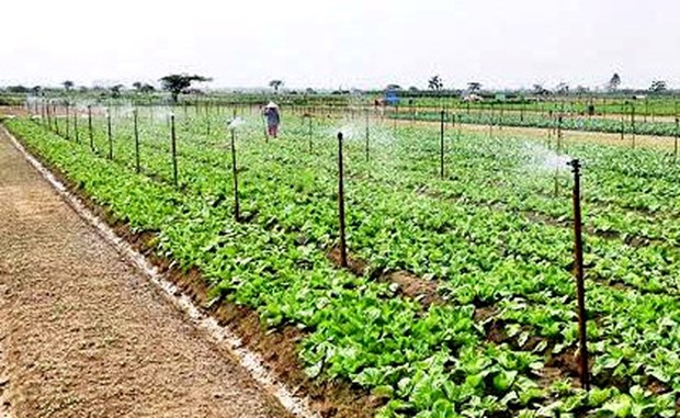 Hanoi promueve areas agricolas concentradas hinh anh 1