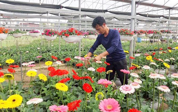 Fondo de Promocion Agricola de Hanoi ayuda a agricultores a expandir produccion hinh anh 1