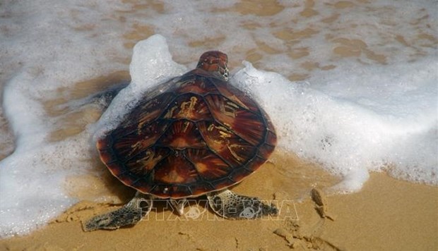 Vietnam: Liberan al mar una tortuga de 80 kilogramos hinh anh 2