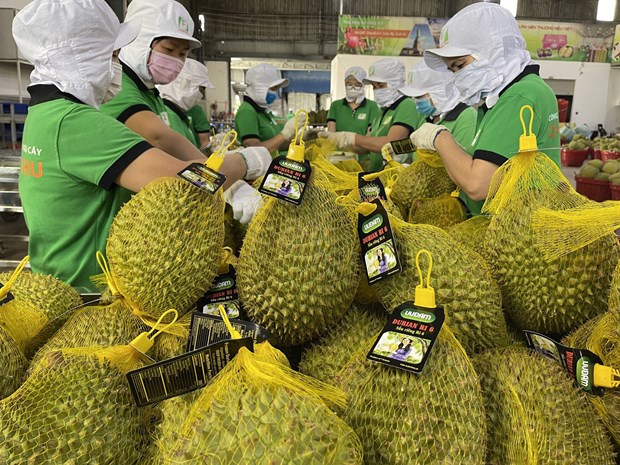 Exportaciones vietnamitas de durian aumentaran hinh anh 1