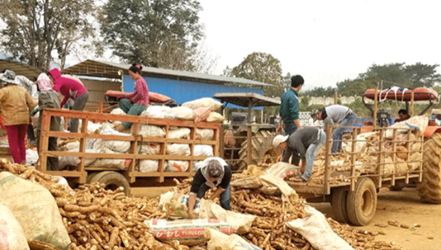 Laos registra aumento subito en exportaciones de productos agricolas hinh anh 1