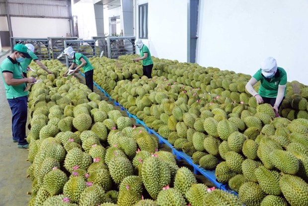 Exportaciones vietnamitas de durian aumentaran hinh anh 2