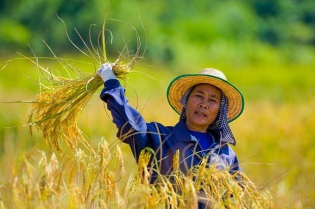 Recomiendan a agricultores tailandeses reducir cultivos de arroz por impactos de El Nino hinh anh 1
