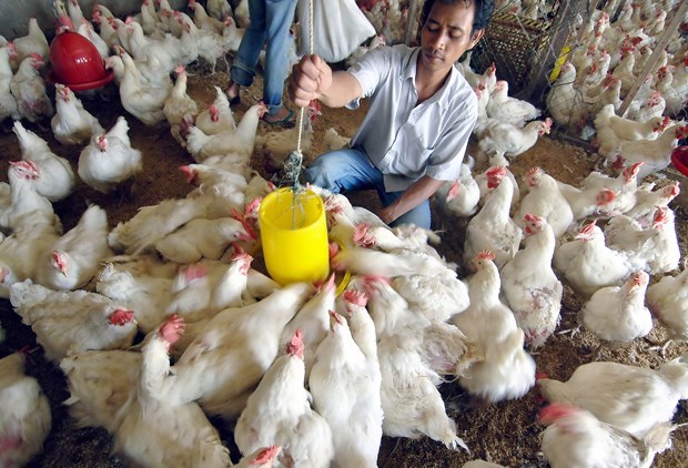 Indonesia exporta pollos vivos a Singapur por primera vez hinh anh 1