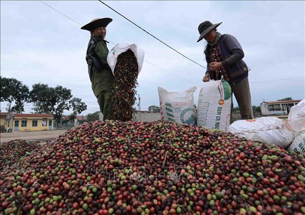 Precio de cafe vietnamita reporta aumento fuerte hinh anh 2